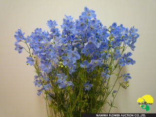 Delphinium Sinensis Platinum Blue Spray.JPG